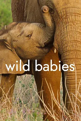 野生动物宝宝 第一季 Wild Babies Season 1 (2022)百度网盘资源-纪录片全8集
